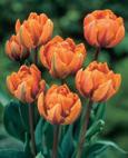 Orange Princess